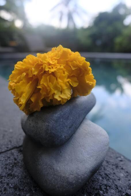 Umah Kemuning Near To Central Ubud מראה חיצוני תמונה